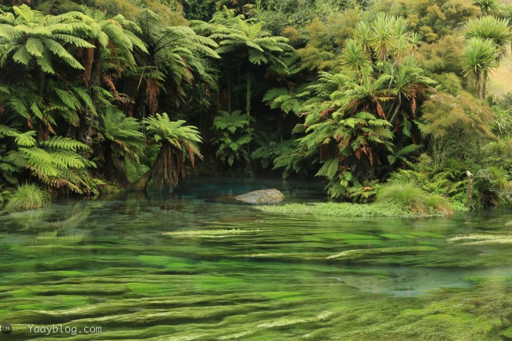 Main viewing platform at the blue springs
