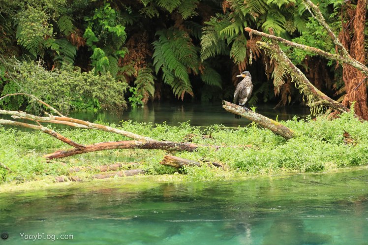 Black Shag at the Blue springs New Zealand